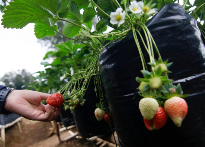 Sensasi Seru Petik Stroberi Langsung dari Kebun di Desa Alamendah Rancabali di Bandung