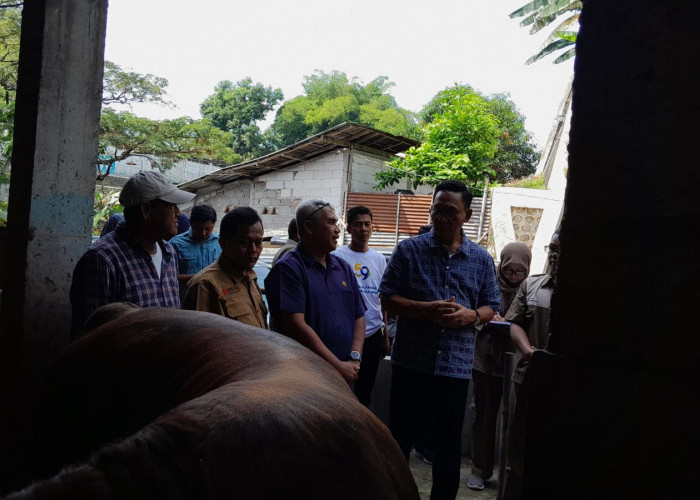 Penjualan Hewan Kurban di Yogyakarta Diprediksi Turun, Sapi Madura dan Limosin Masih Jadi Favorit