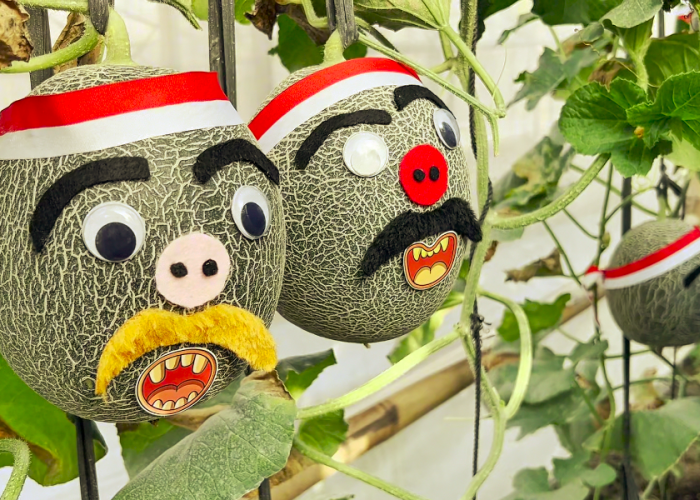 Unik! Petani Muda Sleman Hias Puluhan Melon dengan Karakter Lucu Merah Putih