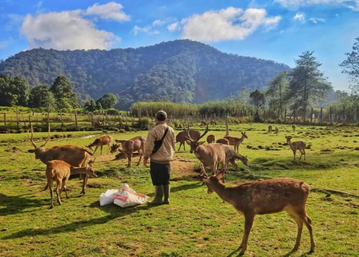 Keindahan Alam Wisata Ranca Upas Bandung: Kegiatan Menarik, Tiket Masuk dan Lokasi Lengkap