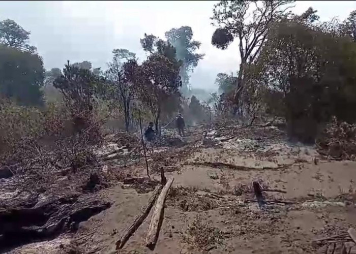 Kawasan Hutan di Gunung Slamet Kabupaten Tegal Terbakar, 42 Relawan Berusaha Padamkan