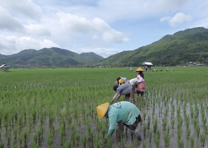 Berbasis Gotong Royong, Desa Manemeng Perkuat Ekosistem Ekonomi Kerakyatan Melalui Program Desa BRILiaN