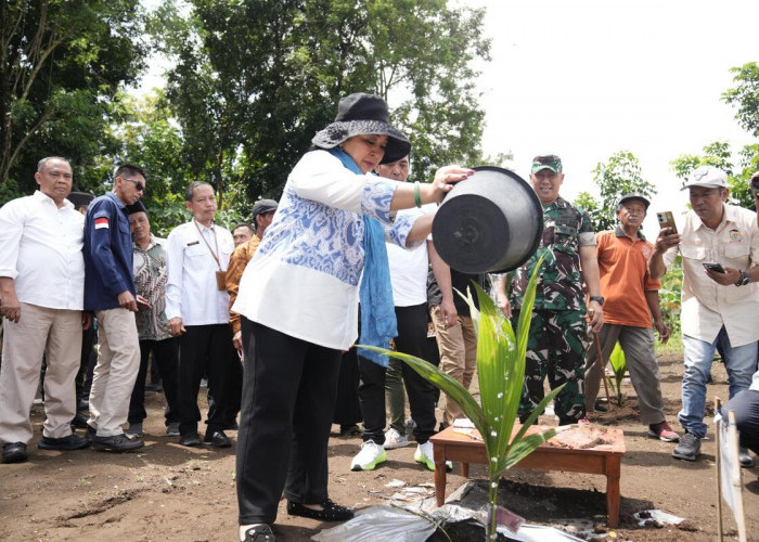 Kelapa Genjah Diproyeksikan Perkuat Ekonomi Petani di Sleman