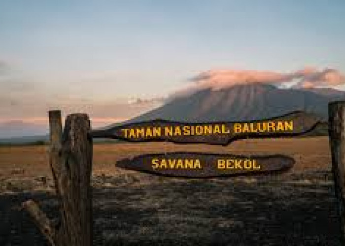 Wisata Terbaru 2024 Taman Nasional Baluran: Little Africa in Java Cocok Buat Liburan Keluarga