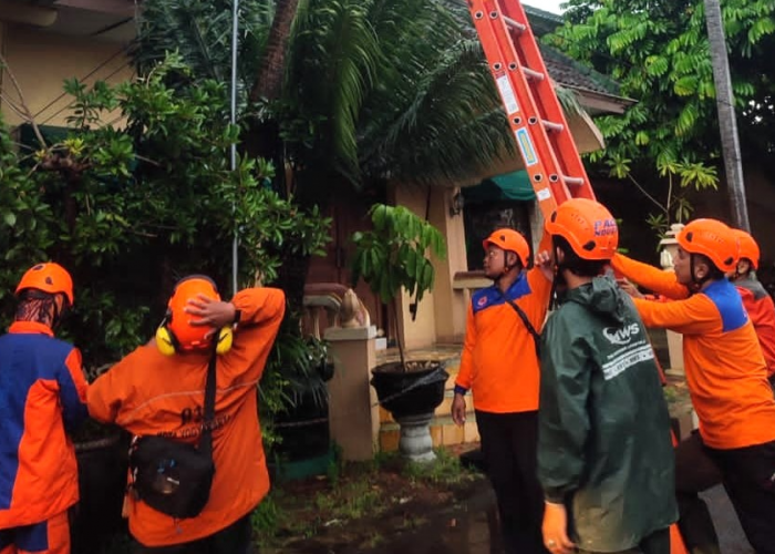 Awal 2026, Cuaca Ekstrem Sudah Picu Pohon Tumbang di Yogyakarta