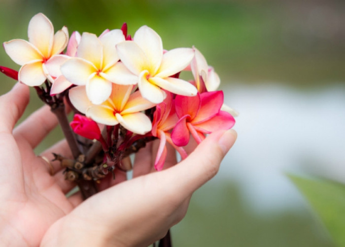 Wajib Tau! Mengenal 7 Manfaat Bunga Kamboja untuk Kesehatan dan Kecantikan, Agar Terlihat Lebih Menarik?