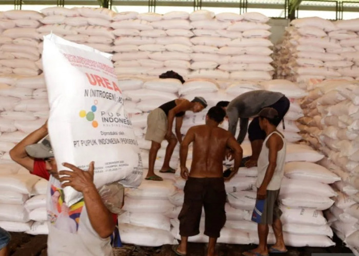 Petani di Sleman Dikenai Biaya Tambahan Saat Pembelian Pupuk Bersubsidi, Begini Penjelasan Dristibutor