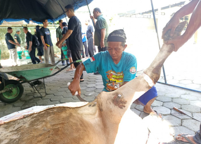 Jagal Bersertifikat dan Paham Syariah Laris Manis di Musim Kurban 1447 H