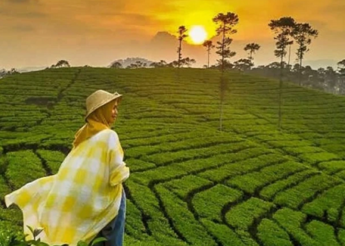 List Destinasi Wisata Unggulan di Cianjur Paling Wajib Dikunjungi