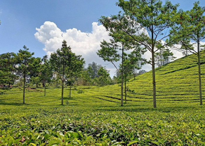 Menarik dan Instagenic, Simak 5 Wisata Alam Indah Pangalengan untuk Sarana Berlibur Terbaikmu