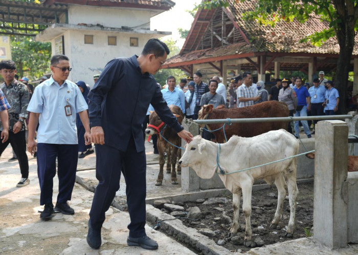 Cegah PMK dan Antraks di Sleman, Pemeriksaan Hewan Kurban Diperketat dari Kandang ke Penyembelihan