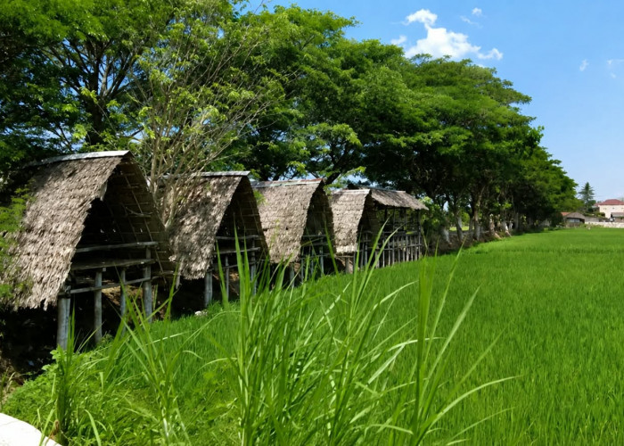 Bukan Wisata Mewah, Bulak Wilkal Jadi Tempat Nongkrong Favorit di Pinggir Sawah Pleret