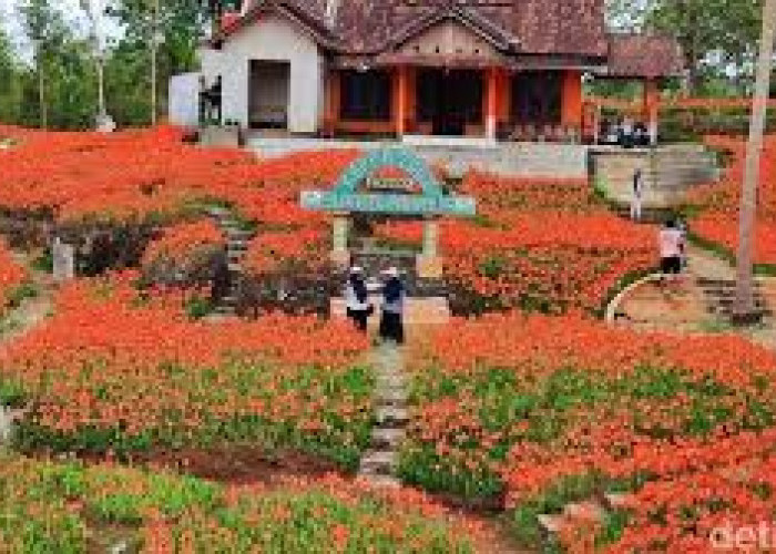 Rekomendasi Tempat Liburan Akhir Tahun Taman Bunga Amarilis, Pesona Bunga yang Menarik Perhatian