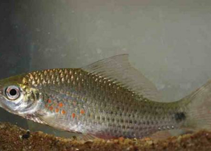 Nilem dan Tawes Jadi Pilihan, Ikan Lokal Ditebar di Enam Perairan Bantul