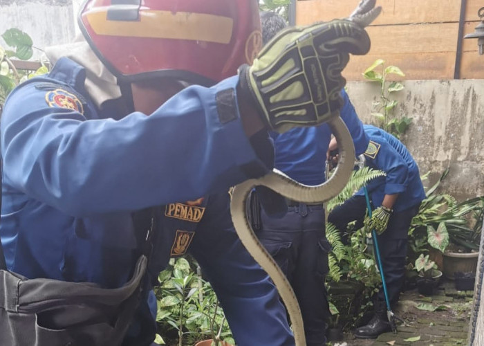Warga Bangunjiwo Bantul Geger, Ular Sowo Ditemukan di Pekarangan Rumah