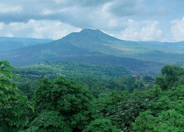 Destinasi Wisata Terbaru 2024 Hutan Pinus Kintamani Bali, Ulasan Lengkap Fasilitas Hingga Daya Tariknya