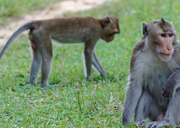 Monyet Ekor Panjang Terancam Punah, Pemda DIY Sepakat Melindungi