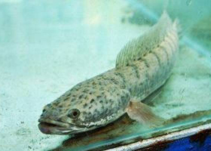 Ikan Kutuk Kian Langka, Pembudidaya Berupaya Jaga Ikan Lokal Penghasil Albumin Tetap Lestari