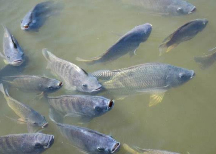 Jangan Salah Tentang Ikan Nila, Bukan Ikan Asli Indonesia, Berpotensi Invasif dan Tak Boleh Dilepasliarkan