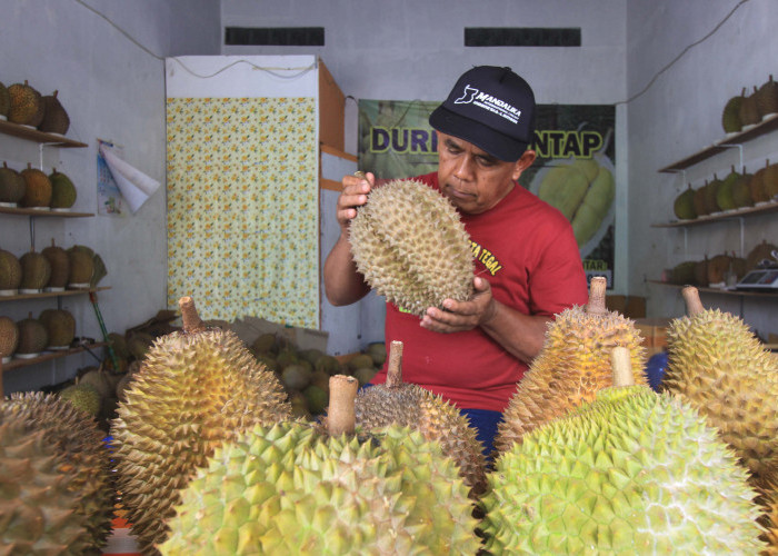 Melihat Pensiunan PDAM Kota Tegal Bisnis Durian, Lokal Super Paling Diburu
