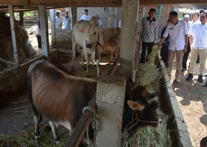 Stok Hewan Kurban Bantul Aman Jelang Iduladha 2026, Harga Naik tapi Masih Stabil