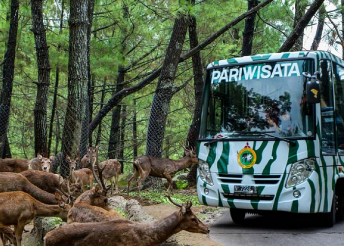 Menjelajahi Wisata Keluarga Taman Safari Prigen Perjalanan Darat untuk Liburan