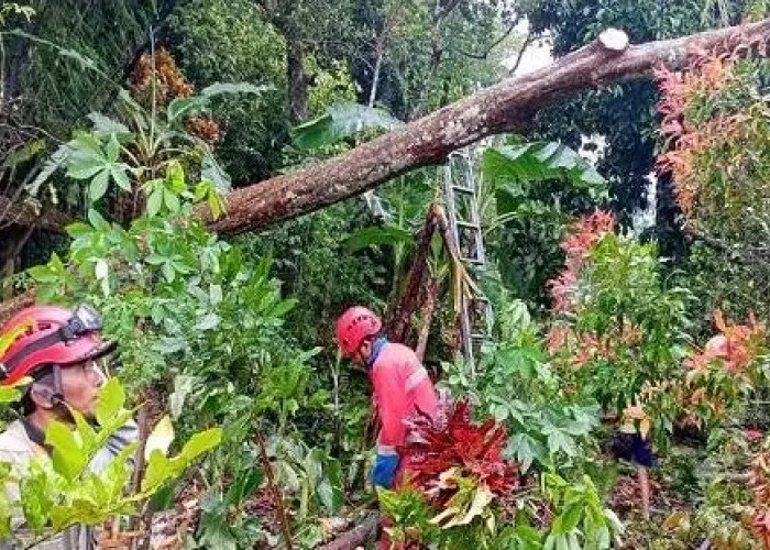Diterpa Hujan dan Angin Kencang, Puluhan Pohon di Sleman Tumbang dan Ganggu Lalu Lintas