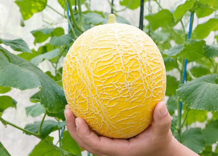 Lahan Kosong Disulap Jadi Kebun Melon Premium, KWT Anyelir Lumbungrejo Buktikan Peluang Cuan dari Greenhouse
