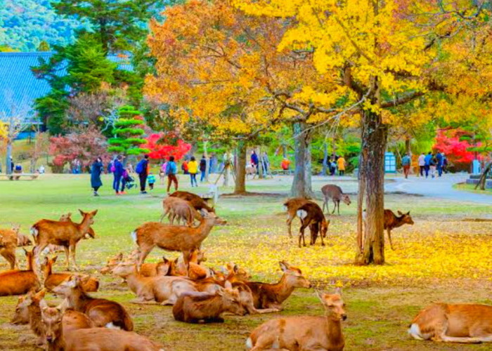 Sajikan Konsep One Stop Leisure Destination, Inilah Aktivitas Menarik Wisata Terbaru 2024 Nara Park Bandung