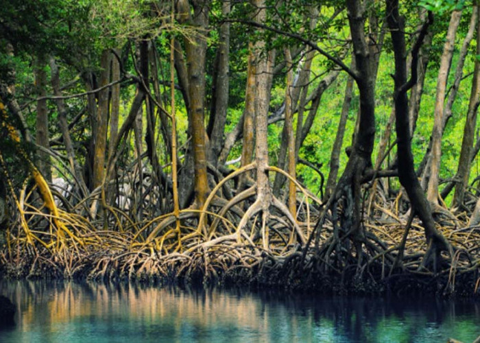 Luar Biasa! Mangrove Sangat Berguna Bagi Daerah Pesisir, Ini 6 Manfaatnya yang Wajib Kamu Ketahui!