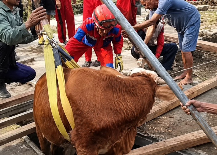 Tak Hanya Padamkan Api, Damkar Gunungkidul Turun Tangan Selamatkan Sapi Tercebur Bekas Septic Tank