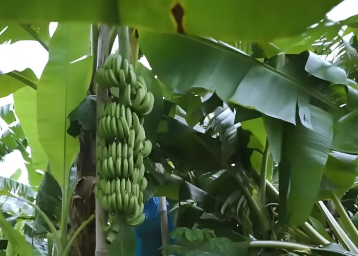 Diversifikasi Pertanian Sleman, Pisang Cavendish Mulai Tembus Pasar Modern