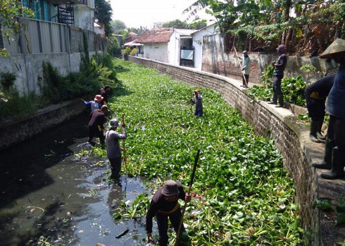Sepekan, Sampah Hingga Eceng Gondok di Sungai Kota Tegal Dibersihkan
