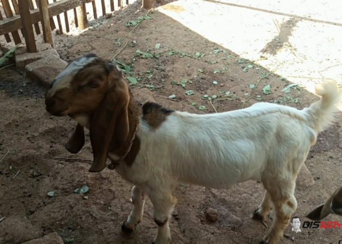 Kemarau Bikin Pakan Sulit, Peternak Kambing Bligon di Nglipar Akali Dengan Cacahan Batang Pepaya