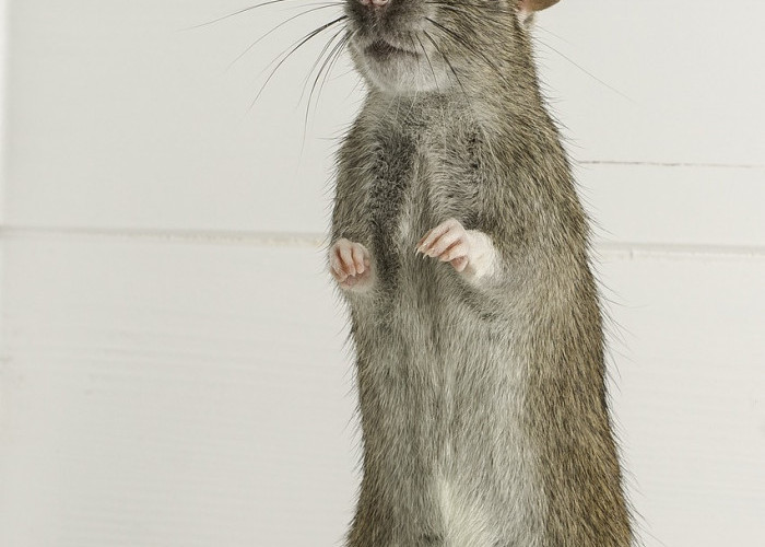Tips Sederhana Bagaimana Cara Mengusir Tikus agar Tidak Masuk ke Dalam Rumah