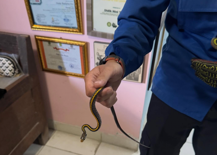 Ular Muncul di Sanggar Didik Nini Thowok, Damkar Jogja Gercep Evakuasi
