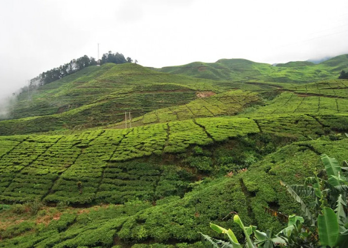 5 Wisata Dekat Taman Safari Bogor, Tawarkan Pengalaman Seru dan Unik Pas Buat Liburan Keluarga