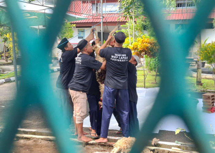 Warga Binaan Lapas Wirogunan Antusias Ikut Kurban, Sembelih 3 Sapi dan 8 Kambing saat Iduladha