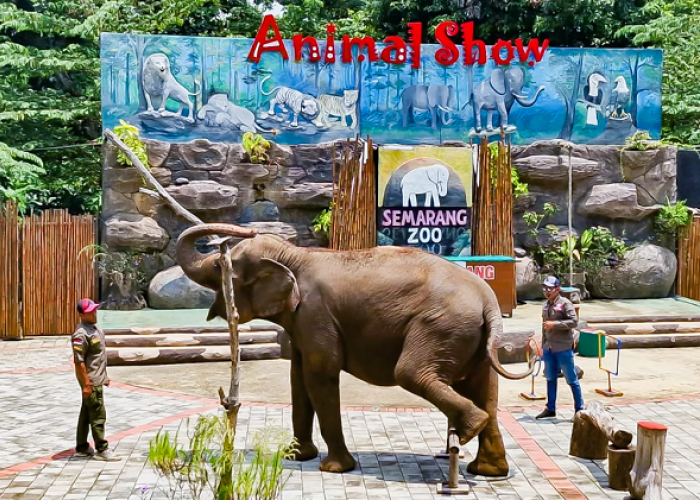 Semarang Zoo Ini Update Harga Tiket Juni 2026 dan Jadwal Animal Show Terbaru