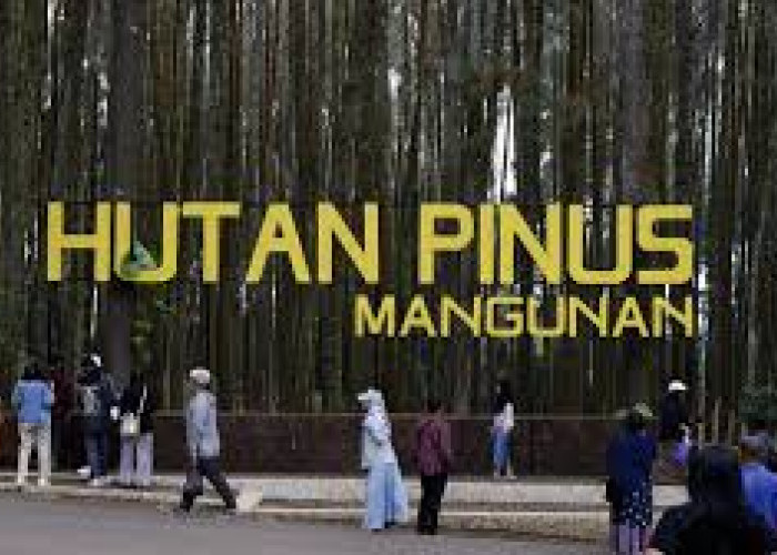 Wisata Hutan Pinus Mangunan Tempat Prewedding Favorit di Jogja Yang Menyejukkan Jiwa dan Ragamu