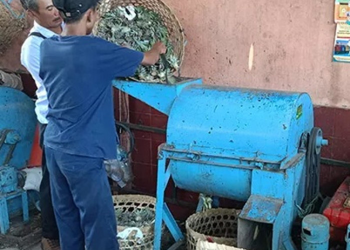 Sampah Organik dari Pasar di Jogjakarta Dimanfaatkan Peternak untuk Campuran Pakan