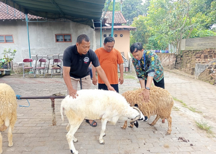 PCPM Prambanan Gandeng Peternak Lokal, Layani Kebutuhan Domba Kurban Jaringan Anak Usaha Muhammadiyah