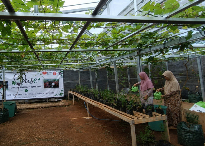 Kebun Anggur Jadi Ruang Bahagia Lansia Gunungkidul, Kurangi Kesepian di Usia Senja