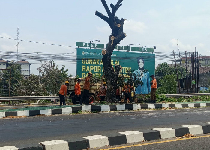 Antisipasi Angin Kencang, Dahan Pohon Perindang  Berbahaya di Jalan Brawijaya Ring Road Barat DIY Dipangkas