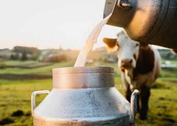 Inilah! 7 Kandungan Susu Sapi Dan 10 manfaat Susu Sapi Bagi Kesehatan