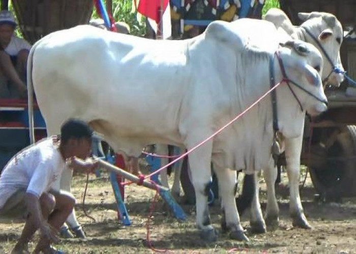 Menjaga Sapi Jawa Tetap Lestari, UGM Dorong Penyelamatan Populasi