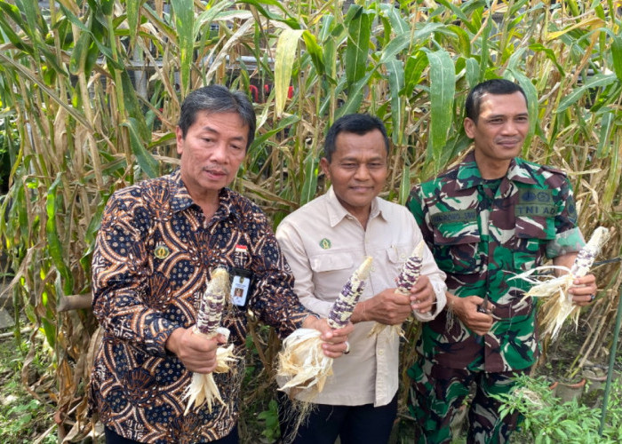 Punya Manfaat untuk Penderita Diabetes, Pemkot Jogja Kenalkan Bibit Jagung Pulut ke Petani