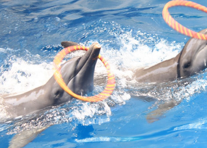 Menjelajahi Keajaiban Satwa di Tepian Samudera Wisata Beach Safari Batang