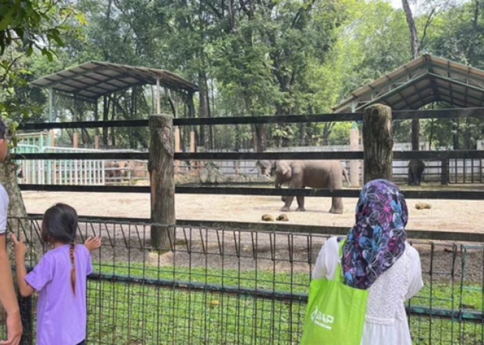 Liburan Seru ke Kebun Binatang Ragunan, Berikut Informasi Harga Tiket dan Aktivitas Edukasi Terbaru