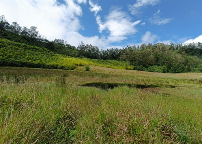 Wisata Terbaru 2024 Padang Savana Dieng, Sambut Hamparan Padang Rumput di Atas Bukit, Cek Tiket dan Lokasinya